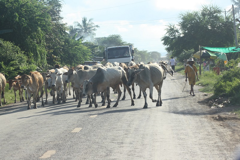 Cambodja verkeer, koeien op de weg